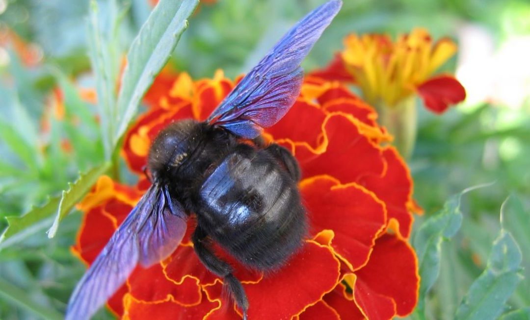 Ob 3. svetovnem dnevu čebel – vsak od nas lahko pomaga čebelam